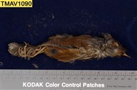 藏品(紋翼畫眉)的圖片